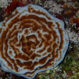 Constricted Leaf Coral, photo 6
