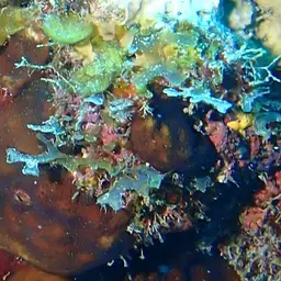 Constricted Leaf Coral, photo 7