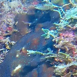 Constricted Leaf Coral, photo 8