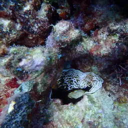 Constricted Leaf Coral, photo 9