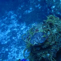 Constricted Leaf Coral, photo 10