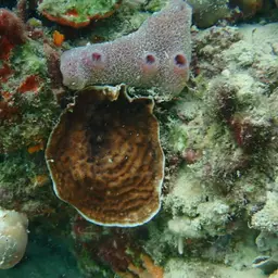 Constricted Leaf Coral, photo 11