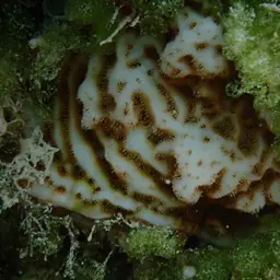 Constricted Leaf Coral, photo 12