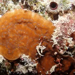 Constricted Leaf Coral, photo 1
