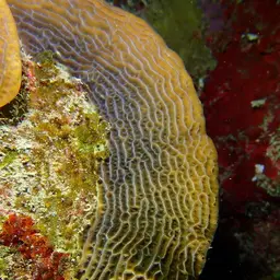 Leaf Coral, photo 1