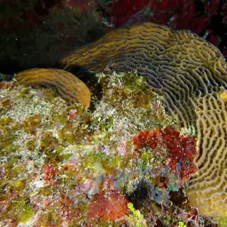 Leaf Coral, photo 2