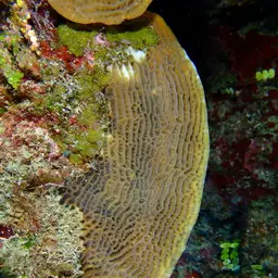 Leaf Coral, photo 3