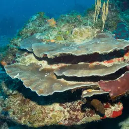 Leaf Coral, photo 4