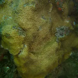 Leaf Coral, photo 5