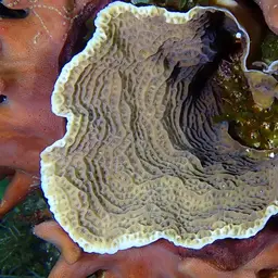 Leaf Coral, photo 6