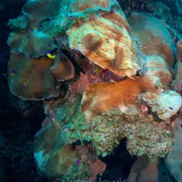 Leaf Coral, photo 7