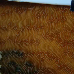Leaf Coral, photo 8