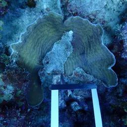 Leaf Coral, photo 10