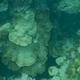 Leaf Coral, photo 11