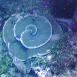 Leaf Coral, photo 12