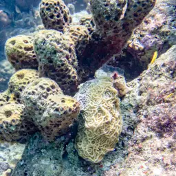 Low-relief Lettuce Coral, photo 2