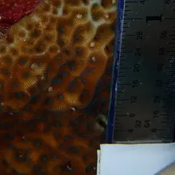 Low-relief Lettuce Coral, photo 3