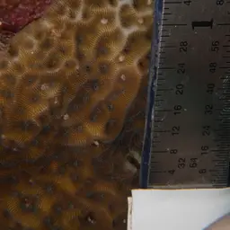 Low-relief Lettuce Coral, photo 4