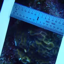 Low-relief Lettuce Coral, photo 5