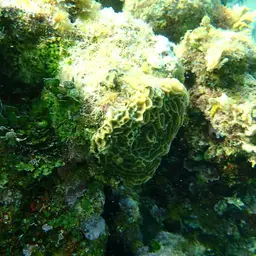 Low-relief Lettuce Coral, photo 6
