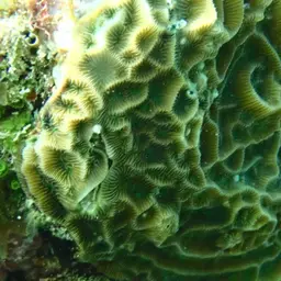 Low-relief Lettuce Coral, photo 7
