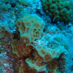 Low-relief Lettuce Coral, photo 8