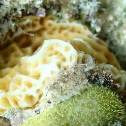 Low-relief Lettuce Coral, photo 9