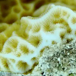 Low-relief Lettuce Coral, photo 10