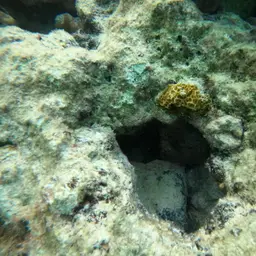 Low-relief Lettuce Coral, photo 11