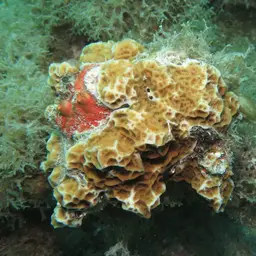Low-relief Lettuce Coral, photo 12