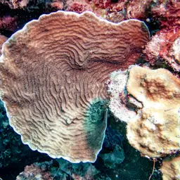 Lamarck's sheet coral, photo 1