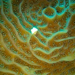 Lamarck's sheet coral, photo 2