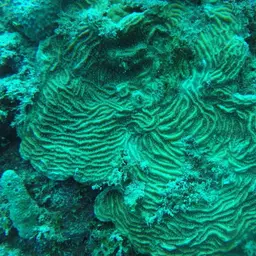 Lamarck's sheet coral, photo 3