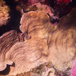 Lamarck's sheet coral, photo 4