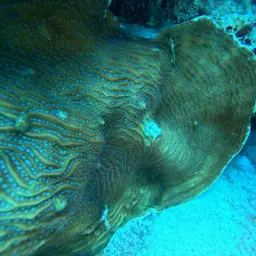 Lamarck's sheet coral, photo 5