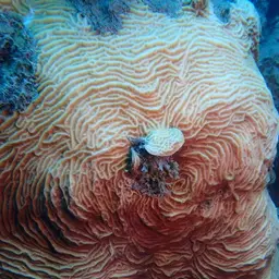 Lamarck's sheet coral, photo 6