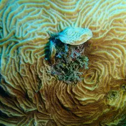 Lamarck's sheet coral, photo 7