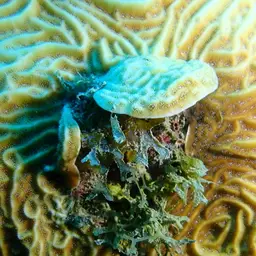 Lamarck's sheet coral, photo 8