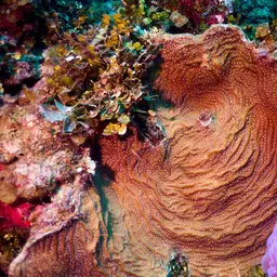 Lamarck's sheet coral, photo 9