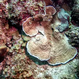 Lamarck's sheet coral, photo 10