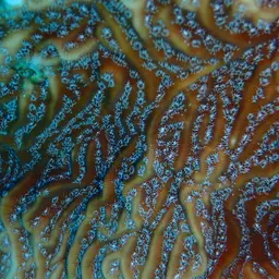 Lamarck's sheet coral, photo 11
