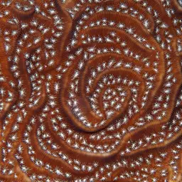 Lamarck's sheet coral, photo 12