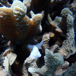Ribbon Coral, photo 2
