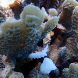 Ribbon Coral, photo 3