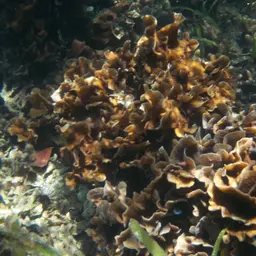 Ribbon Coral, photo 4