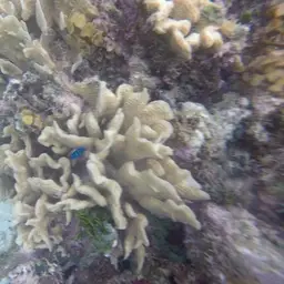 Ribbon Coral, photo 5