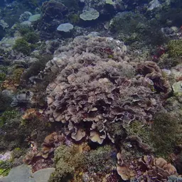 Ribbon Coral, photo 6