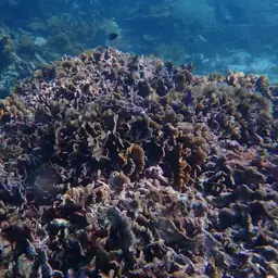 Ribbon Coral, photo 7