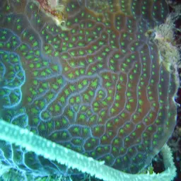 Ribbon Coral, photo 8