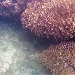 Ribbon Coral, photo 9